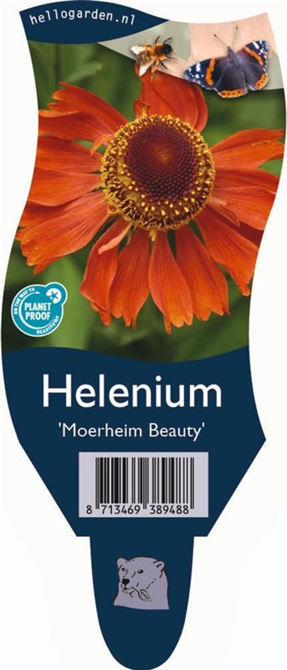 Helenium 'Moerheim Beauty' - P11